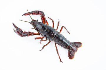 A fresh crayfish on white background