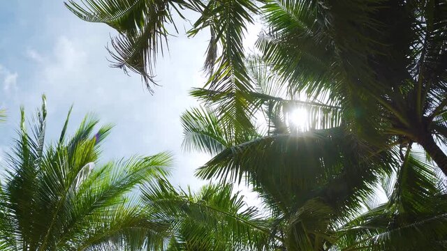 Sunny day coconut trees   leaf  Low angle view clear blue sky sunny day ,Photo frame and Copy space ,Philippines