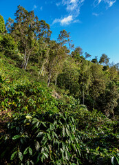Coffee Plantation, Blue Mountains, Saint Andrew Parish, Jamaica