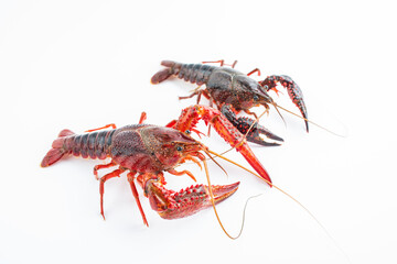 Fresh crayfish on white background