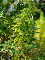 Marijuana Plant at Rastafarian Community, Blue Mountains, Saint Andrew Parish, Jamaica