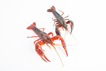 Fresh crayfish on white background