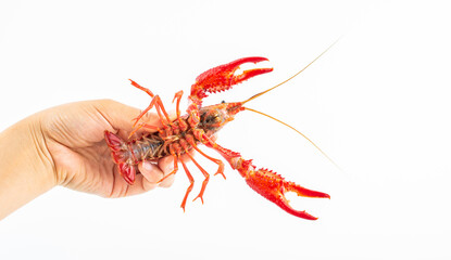 Catch a fresh live crayfish