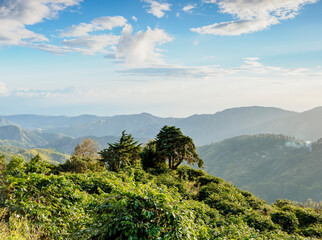 Coffee Plantation, Blue Mountains, Saint Thomas Parish, Jamaica