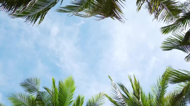 Coconut trees or Palm trees clear blue sky sunny day ,Photo frame and Text space background. ,Australia
