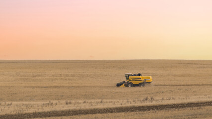 Combine harvester collects wheat in the field