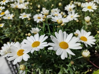 Argyranthemum frutescens