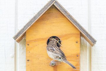 Sparrow perched on birdhouse with food for baby chicks