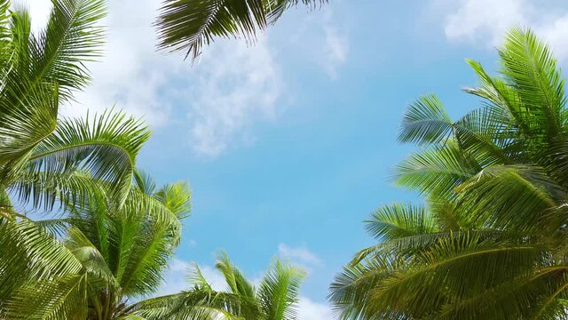 Coconut trees or Palm trees coconut leaf clear blue sky sunny day ,Photo frame and Copy space background. Low angle view,Thailand