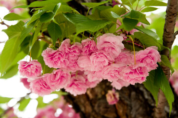 This cherry blossom is called 