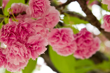 This cherry blossom is called 