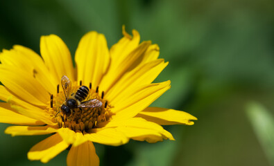 bee on yellow flower