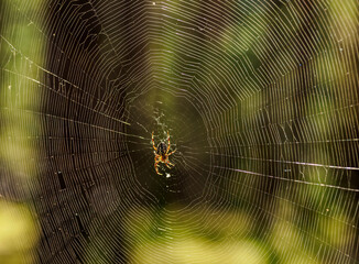 Spider (Araneus diadematus) in Tanew Nature Reserve, Roztocze, Lublin Voivodeship, Poland