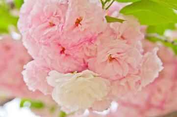 This cherry blossom is called "Satozakura," in Japan.
Scientific name is Prunus lannesiana Wilson cv. Superba.