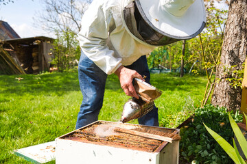 A bee hive box being smoked to calm the worker bees and allowing a beekeeper to inspect the hive for parasites.