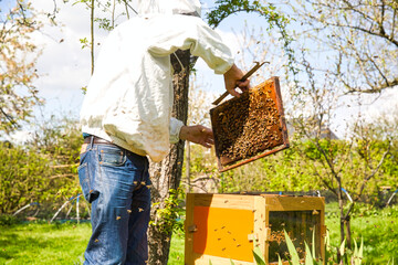 Beekeeper on apiary. Beekeeper is working with bees and beehives on the apiary.