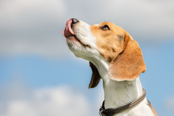 beagle dog portrait