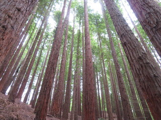 beautiful redwood forest giant trees huge fat tall wood
