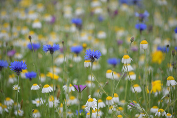 Cornflowers in a meadow in St Austell Cornwall