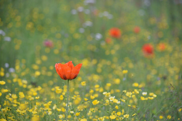 Obraz premium Poppies in a wild meadow meadow in St Austell Cornwall