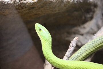 beautiful dangerous snake silent stealth reptile venom