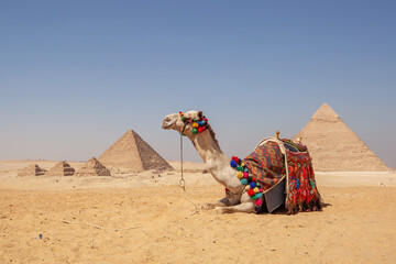 Beautiful camel on a background of pyramids
