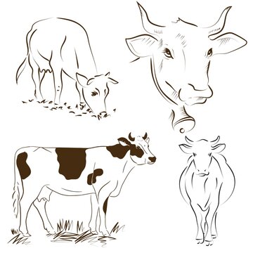 Collection Outline drawing of cow hand. Vector illustration.
