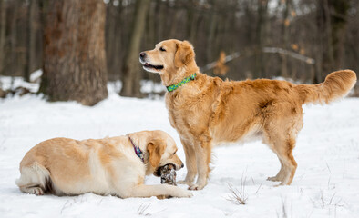 Two golden retriever dogs outdoor during winter walk. Doggy lying on the snow and gnaws a forest snag