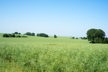 beautiful vast landscape, green fields and blue sky on a sunny summer day in Mecklenburg Western...