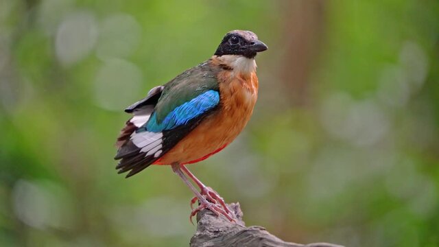 Blue-winged Pitta, A colourful bird, black head, white collar, blue wings