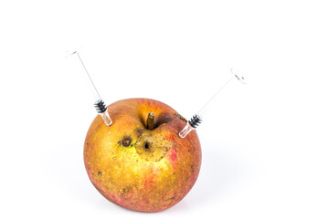 Close up Boring trace of a codling moth Cydia Pomonella, in a wormy apple. On white background....