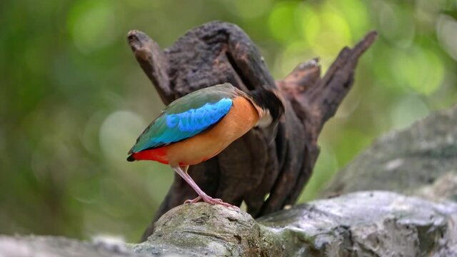 Blue-winged Pitta, A colourful bird, black head, white collar, blue wings