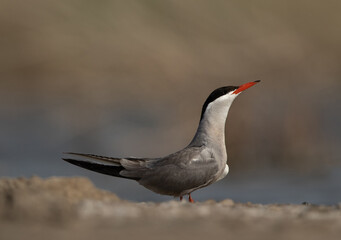 Portrait of a White-cheeked Tern at Asker marsh, Bahrain