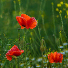 Naklejka premium Red poppy