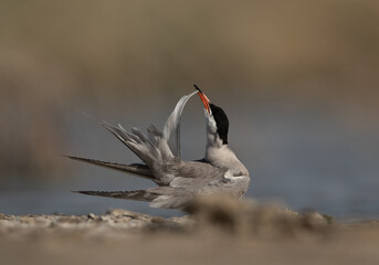 White-cheeked Tern preening at Asker marsh, Bahrain