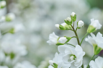 Delicate white flowers close up. Fresh floral blurred background