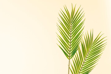 Palm leaves on yellow background top view. Summer background with copy space.