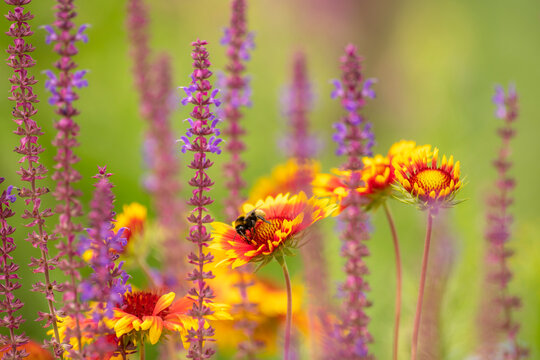 Softly drawn flower meadow with yellow asters and blooming sage and bumblebee