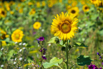 View towards a yellow blooming sunflower in a field in the Taunus / Germany 