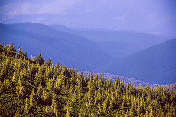 Green spruce forest against the background of blue forest-covered   mountains