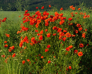 Red poppy