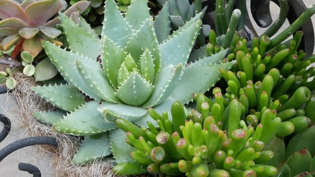 Succulent plants collection, gardening in California, USA. Home garden design, diversity of various botanical hen and chicks. Assorted mix of decorative ornamental echeveria houseplants, floriculture.
