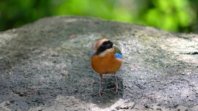 Blue-winged Pitta, A colourful bird, black head, white collar, blue wings