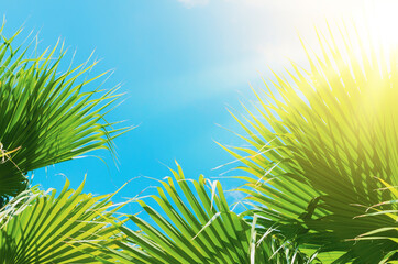 Tropical palm tree with sun light on sunset sky and cloud abstract background.