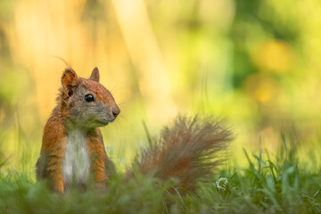 Eichhörnchen im Gras