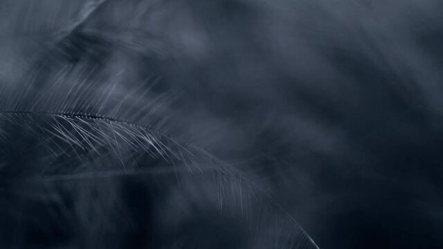 Slow motion black feather background.