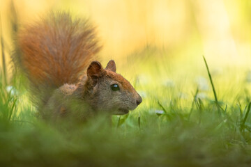Eichhörnchen im Gras