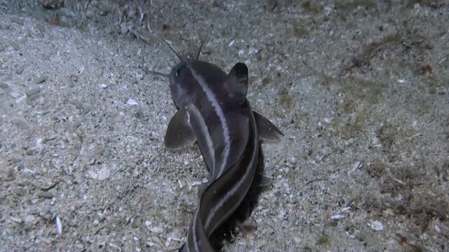 
Striped Eel Catfish (Plotosus lineatus) Hunting at Night - Close Up - Philippines