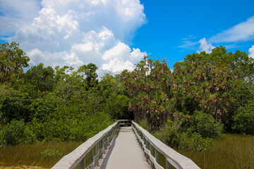 road in the forest trees sky white path