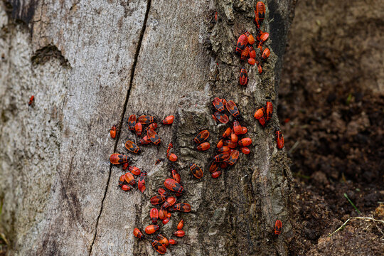 A large group of insects, the red-winged wingless, gathered on the bark of a tree